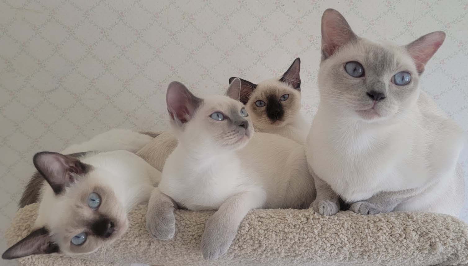Lulu and & Her Lovely Kittens