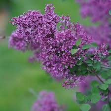 May Lilacs
