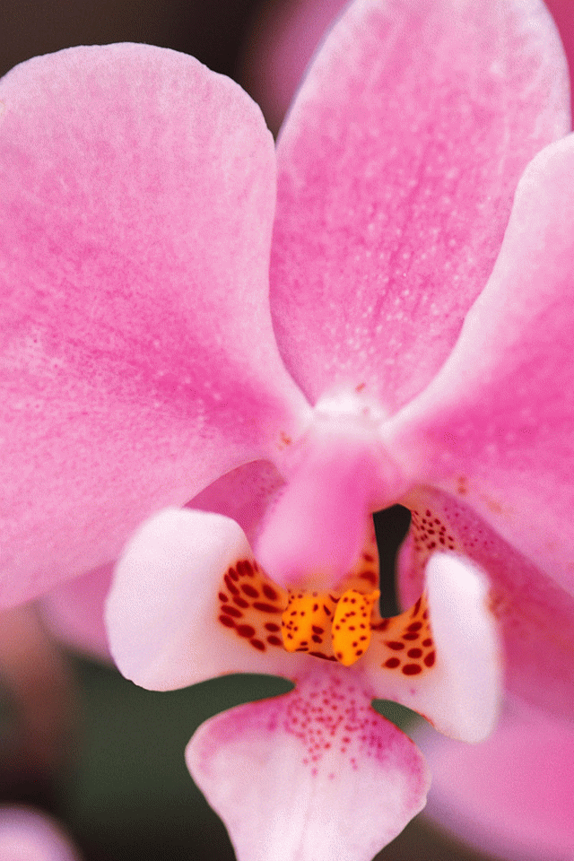 Pink Flowers